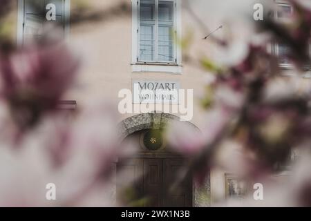 Mozart Wohnhaus in Salzburg am Makartplatz zur Magnolienblüte im Frühling am 25.03.2024. // résidence de Mozart à Salzbourg sur Makartplatz lors de la floraison du magnolia au printemps 25 mars 2024. - 20240326 PD1752 crédit : APA-defacto Datenbank und Contentmanagement GmbH/Alamy Live News Banque D'Images