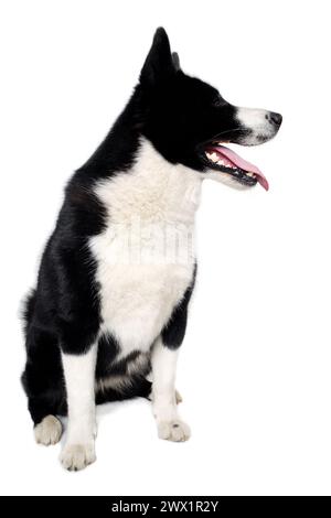 Joyeux chien ours de carélie assis. Isolé sur un fond blanc propre Banque D'Images