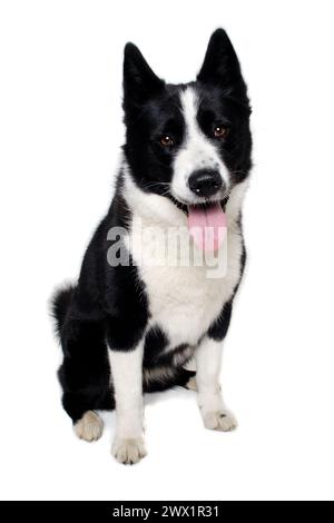 Joyeux chien ours de carélie assis. Isolé sur un fond blanc propre Banque D'Images