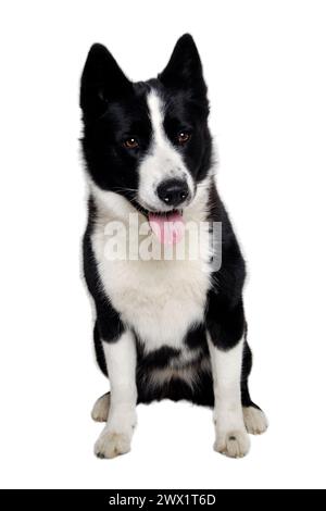 Joyeux chien ours de carélie assis. Isolé sur un fond blanc propre Banque D'Images