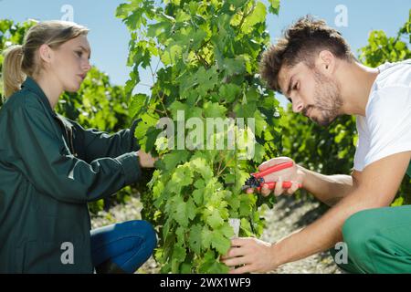 jeune homme et femme utilisant des sécateurs de chaque côté de la vigne Banque D'Images