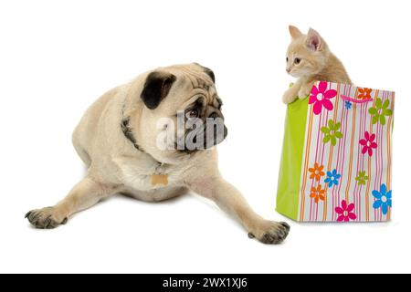 Doux chaton est assis dans un sac à provisions à côté d'un chien de carlin doux sur un fond blanc Banque D'Images