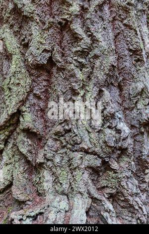 Grossissement d'écorce d'arbre rugueuse en Écosse, avec des fissures profondes et des lichens vert pâle formant une texture naturelle gris-brun irrégulière. Banque D'Images
