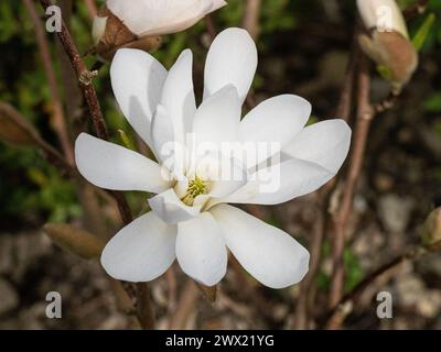 Une fleur blanche unique de la populaire Magnolia naine, Magnolia stellata Banque D'Images