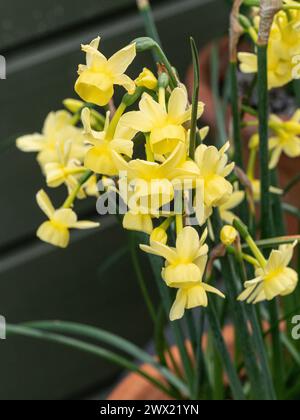 Gros plan sur les délicates fleurs jaune pâle de la jonquille miniature Narcisse 'Angels Wings' Banque D'Images