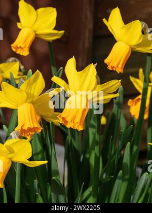 Un gros plan d'un groupe de fleurs du jaune et orange Narcisse 'Jetfire' Banque D'Images