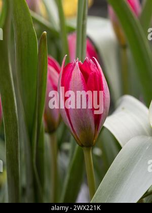Gros plan d'une seule fleur d'ouverture de la tulipe magenta « Persian Pearl » Banque D'Images