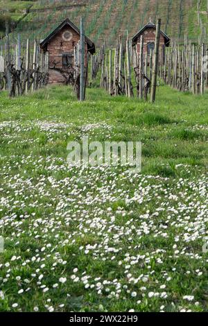 Vignoble en mars : vignes clairsemées, herbe verte et beaucoup de marguerites Banque D'Images