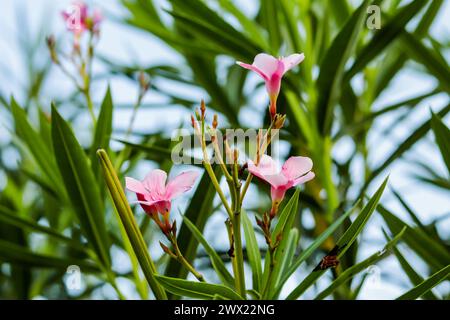 Oléandres Nerium, et laurier rose sont distinctifs et beaux, grands arbustes à fleurs qui prospèrent avec peu de soin.Oleander, n'importe lequel de la veille ornementale Banque D'Images