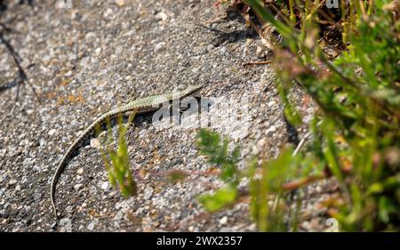 petit lézard sur les bassins de roche au soleil Banque D'Images