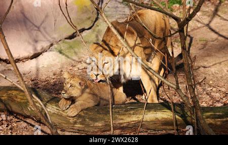 Nürnberg, Tiergarten, Zoo, Bayern, Zoo de Nürnberg, zoo de Löwe, Löwe, Löwenfamilie, Löwenbaby, Raubkatzen. Zoo de Schöner à Nürnberg Banque D'Images