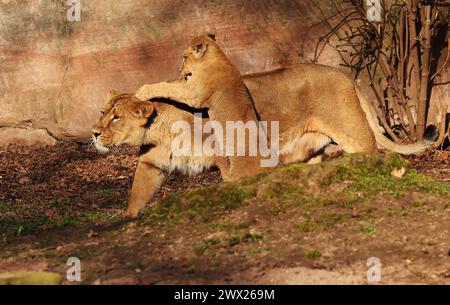 Nürnberg, Tiergarten, Zoo, Bayern, Zoo de Nürnberg, zoo de Löwe, Löwe, Löwenfamilie, Löwenbaby, Raubkatzen. Zoo de Schöner à Nürnberg Banque D'Images