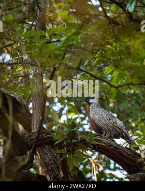 Faisan koklass ou Pucrasia macrolopha en gros plan ou portrait oiseau de haute altitude en fond vert naturel perché sur les contreforts d'arbres de l'inde himalaya Banque D'Images