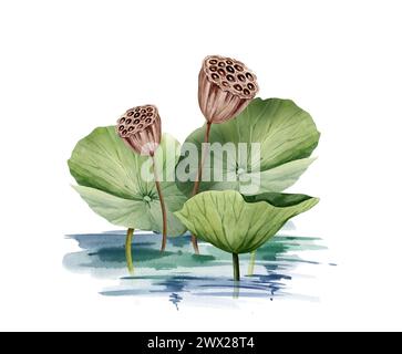 Feuilles de lotus vertes et tête de graines de lotus poussant dans l'eau, illustration aquarelle isolée sur blanc. Plante de nénuphar tropical asiatique avec graines brunes env Banque D'Images