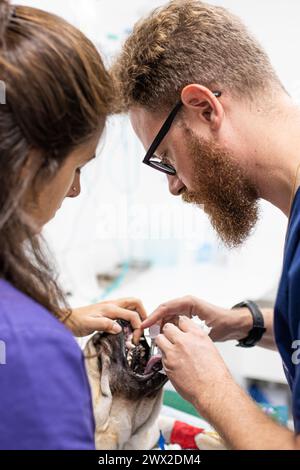 Médecins vétérinaires intubant un chien en salle d'opération Banque D'Images