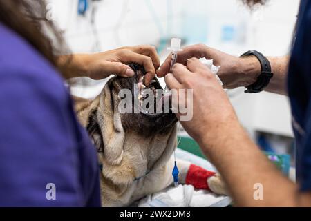 Médecins vétérinaires intubant un chien en salle d'opération Banque D'Images
