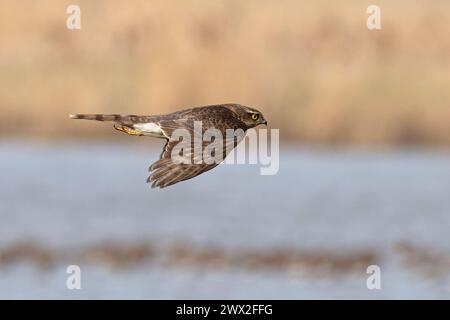 Sparrowhawk (Accipiter nisus) mâle immature chassant Cley Norfolk mars 2024 Banque D'Images