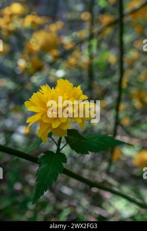 Gros plan d'une rose japonaise (Kerria japonica pleniflora) fleurissant au printemps (verticale) Banque D'Images