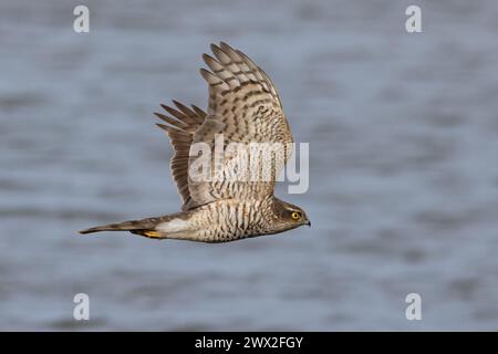 Sparrowhawk (Accipiter nisus) mâle immature chassant Cley Norfolk mars 2024 Banque D'Images