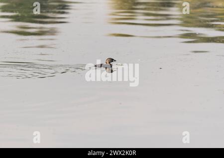 Grebe à bec de pied (Podilymbus podiceps) nageant dans les zones humides de la Florida, Bogota, Colombie Banque D'Images