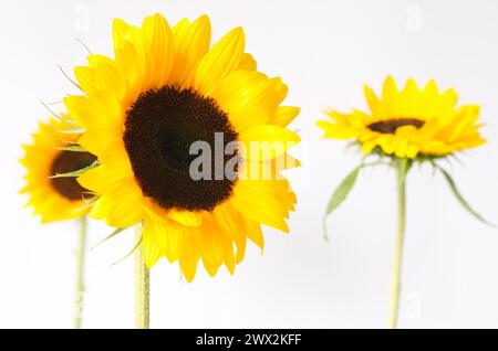 Trois tournesols jaunes sur fond lumineux, isolés. Banque D'Images