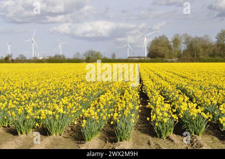 Daffodil Field à Tydd St Mary, Lincolnshire, Angleterre Royaume-Uni Banque D'Images