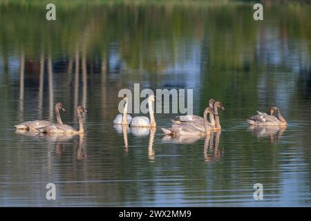 Famille de cygnes de la toundra (Cygnus buccinator), automne, Minnesota, USA, par Dominique Braud/Dembinsky photo Assoc Banque D'Images