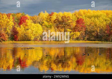 Canards colverts, automne, lac Jensen. Lebanon Hills Park, Minnesota., États-Unis, par Dominique Braud/Dembinsky photo Assoc Banque D'Images