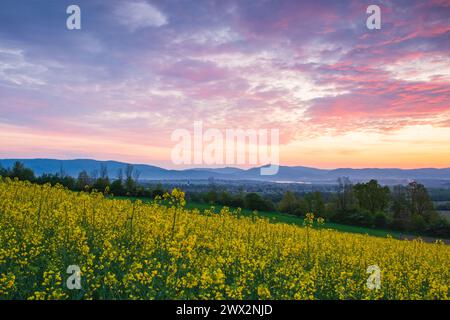 Champ plein de fleurs avec ciel coloré dans le bacground. Lever de soleil printanier dans le champ. Banque D'Images