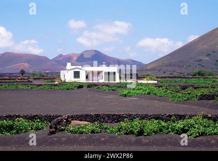 Cottage dans La Geria. L'île de Lanzarote, îles Canaries, Espagne. Banque D'Images