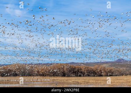 Oies des neiges (Chen caerulescens). Bosque del Apache NWR, automne, Nouveau-Mexique, USA, par Dominique Braud/Dembinsky photo Assoc Banque D'Images