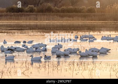 Oies des neiges (Chen caerulescens) perchées, aube, Bosque del Apache NWR, automne, Nouveau-Mexique, USA, par Dominique Braud/Dembinsky photo Assoc Banque D'Images