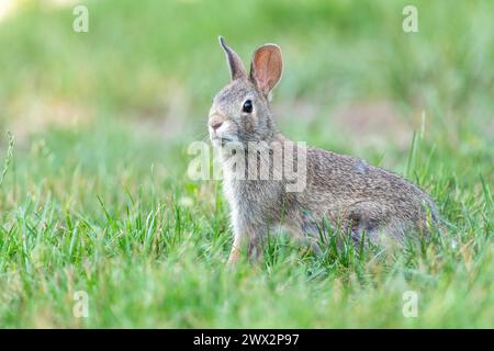 Jeune lapin à queue blanche de l'est (Sylvilagus floridanus)., est de l'Amérique du Nord, par Dominique Braud/Dembinsky photo Assoc Banque D'Images