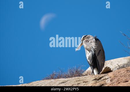 Grand héron bleu et lune à Morro Rock et Morro Bay, Océan Pacifique, Morro Bay, Californie, États-Unis. Banque D'Images