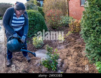 Femme arrosant dans des arbustes nouvellement plantés. Banque D'Images