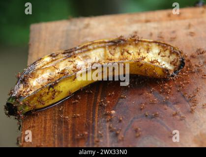 Fourmis rouges du Costa Rica mangeant une banane. Probablement Atta Leafcutter fourmis. Costa Rica. Banque D'Images