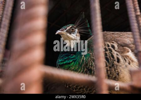 Green Peacock enfermé derrière les barreaux au marché Ver o Peso à Belem City Banque D'Images