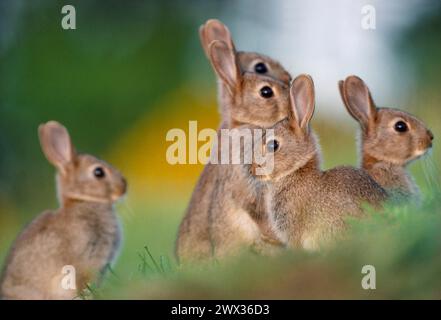 Juvéniles de lapin (Oryctolagus cuniculus) à côté de l'entrée du terrier dans le parc municipal, Blackford Hill, Édimbourg, Midlothian, Écosse, mai 1983 Banque D'Images