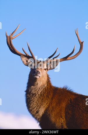 Cerf de cerf rouge (Cervus elaphus) en pleine condition avant la saison d'ornithage, Inverness-Shire, Écosse, septembre 1998 Banque D'Images