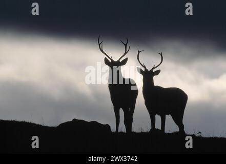 Cerfs de cerfs rouges (Cervus elaphus) silhouettés en début de soirée, Inverness-Shire, Écosse, octobre 1996 Banque D'Images