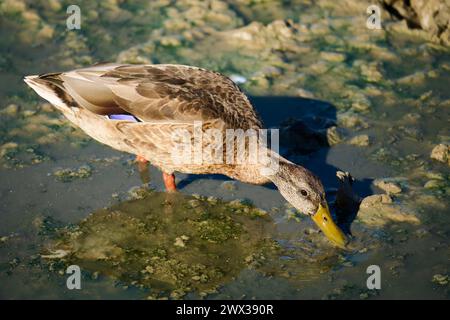 Femelle de canard sauvage (Anas platyrhynchos), à la recherche de nourriture, Bavière, Allemagne Banque D'Images