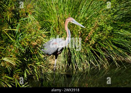 Goliath Heron (Ardea goliath), debout dans l'eau, chasse, captif, distribution Afrique Banque D'Images