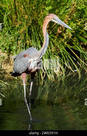 Goliath Heron (Ardea goliath), debout dans l'eau, chasse, captif, distribution Afrique Banque D'Images