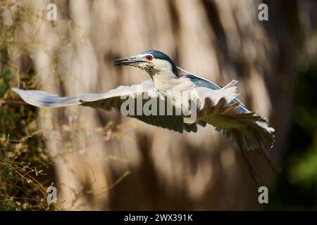 Héron de nuit couronné noir (Nycticorax nycticorax) volant, Camargue, France Banque D'Images