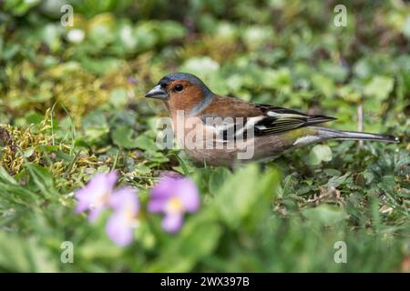 Chaffinch (Fringilla coelebs) mâle à la recherche de nourriture dans le Fruehligswiese, Bade-Wuerttemberg, Allemagne Banque D'Images