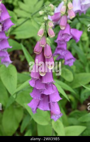 Belle plante de foxglove pourpre fleurissant en été. Banque D'Images