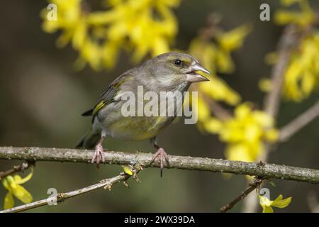 Greenfinch (Carduelis cloris) femelle assise sur une branche dans un buisson forsythia, Bade-Wuerttemberg, Allemagne Banque D'Images