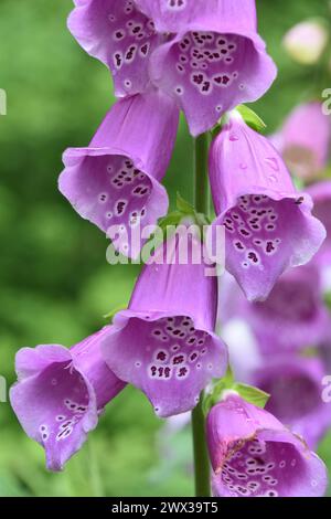 Jolie plante de foxglove violette fleurissant et fleurissant en été. Banque D'Images