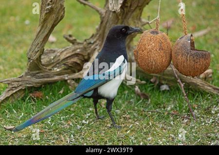 Magpie debout dans l'herbe verte devant la souche d'arbre et le bol de nourriture, regardant à droite Banque D'Images