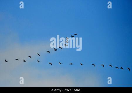 Hradec Kralove, République tchèque. 27 mars 2024. Un troupeau d'oies volant en formation V à travers un ciel partiellement nuageux au-dessus de la République tchèque. (Crédit image : © Slavek Ruta/ZUMA Press Wire) USAGE ÉDITORIAL SEULEMENT! Non destiné à UN USAGE commercial ! Banque D'Images